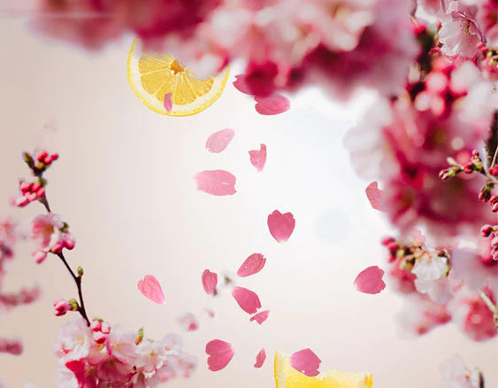 Sanfte Kirschblüte | Fleurs de Cerisier